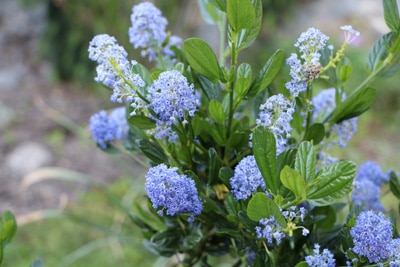 Säckelblume