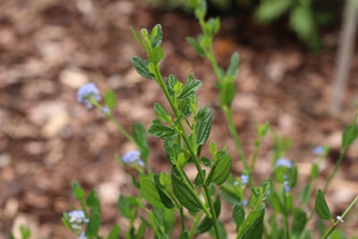 Säckelblume