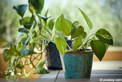 Epipremnum aureum Zimmerpflanze