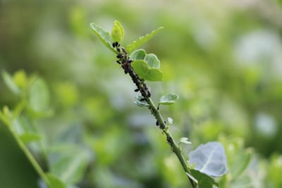 Blattlaus Insektenarten