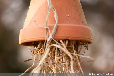 Ohrwürmer Ohrenkneifer bekämpfen Insektenhotel