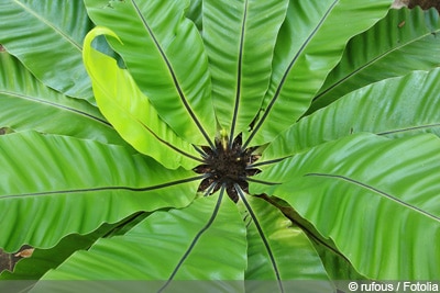 Nestfarn Asplenium nidus