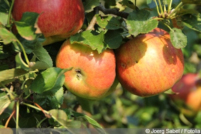 Braeburn-Apfel
