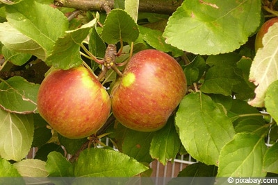 Elstar Apfel
