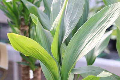 Schusterpalme Aspidistra elatior