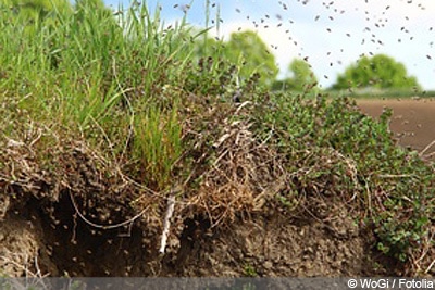 Erdbienen Und Sandbienen Loswerden Sanft Vertreiben Gartendialog De