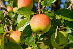 Apfelbaum Apfelbaum