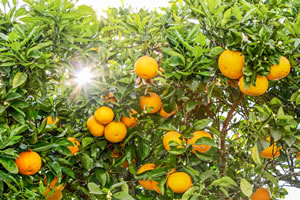 Bitterorange Baum Bitterorange Baum