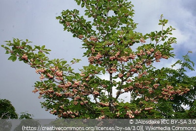 Enkianthus campanulatus