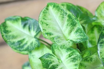 Syngonium podophyllum, Purpurtute, Zimmerpflanze