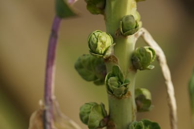 Rosenkohl Herbst Gemüse