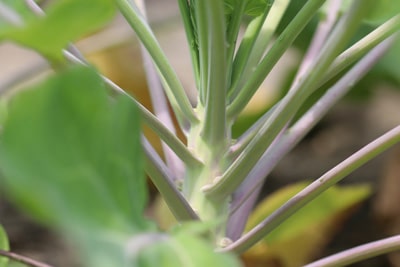 Brassica oleracea var. gemmifera