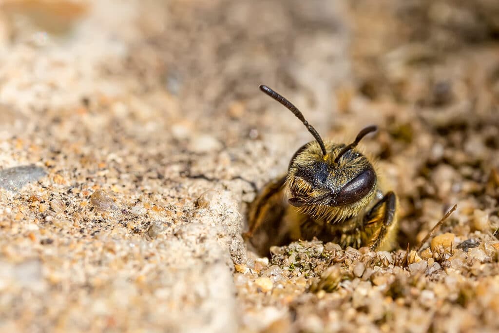Sandbiene, Andrena