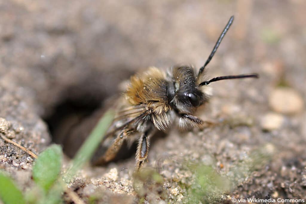 Andrena