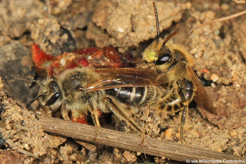 Andrena