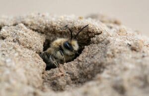 Sandbienen