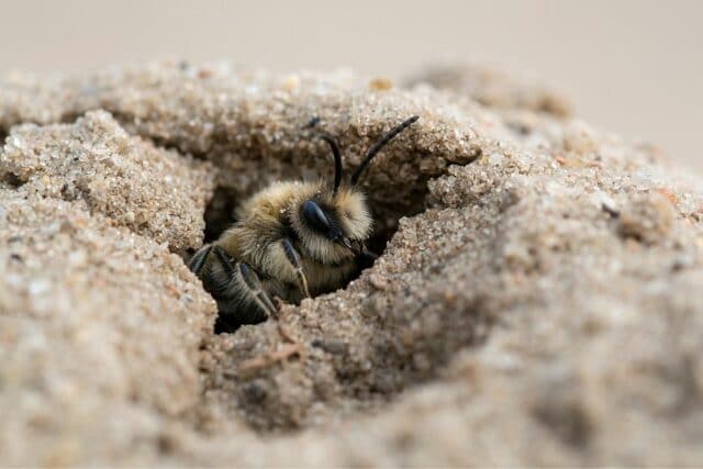 Sandbienen