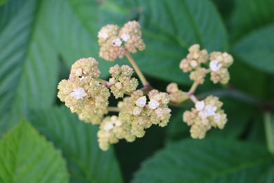 Rodgersia