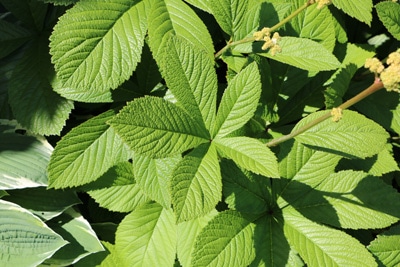 Schaublatt
