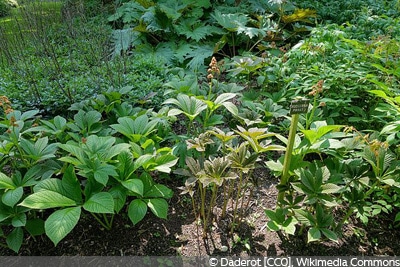 Rodgersia pinnata