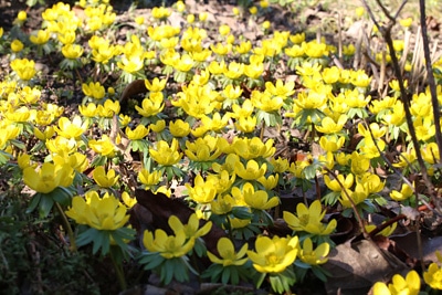 Eranthis hyemalis