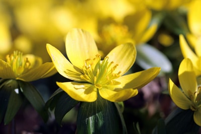 Eranthis hyemalis, Blumen vertragen Frost