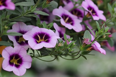 Calibrachoa