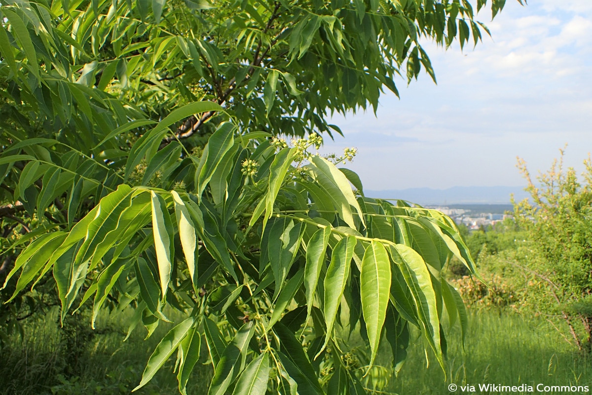 Bienenbaum