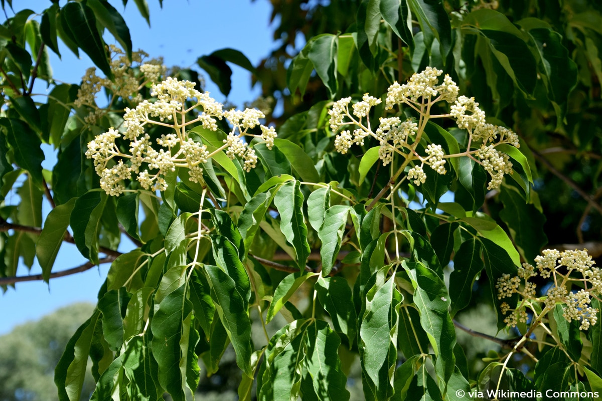 Bienenbaum, Euodia hupehensis