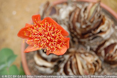 Haemanthus coccineus