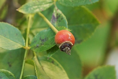 Hundsrose Rosa canina