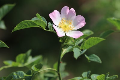 Hundsrose Rosa canina robuste Pflanzen