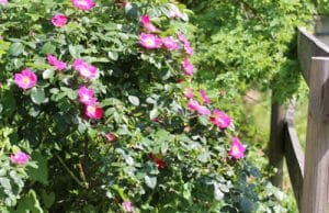 Hundsrose Rosa canina - Vogelschutzhecke