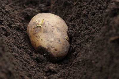 Kartoffel Solanum tuberosum