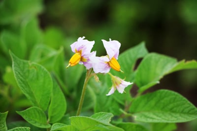 Kartoffel Solanum tuberosum