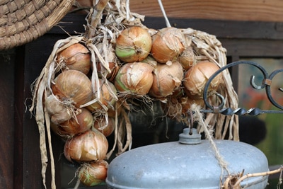 Zwiebel lagern