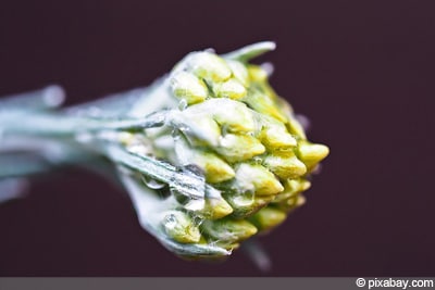 Helichrysum italicum