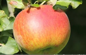 Jonagold Apfel