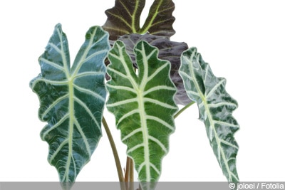 Alocasia