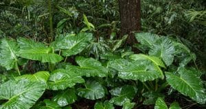 Alocasia