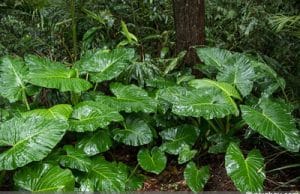 Alocasia