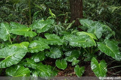 Alocasia