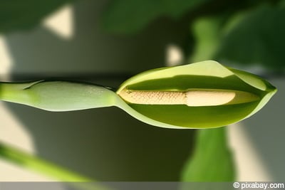 Alocasia