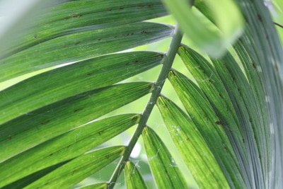 Areca-Palme, Dypsis lutescens