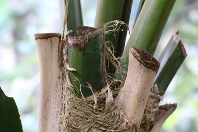 Areca-Palme, Dypsis lutescens