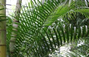 Areca-Palme, Dypsis lutescens