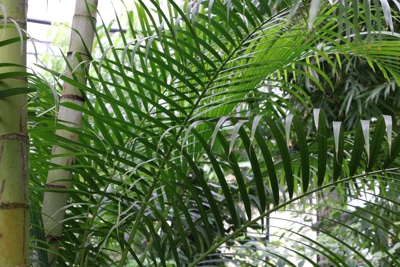 Areca-Palme, Dypsis lutescens