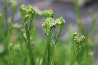 Limonium