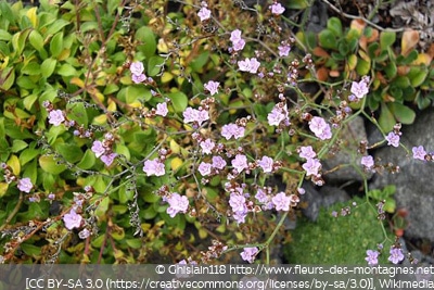 Limonium bellidifolium