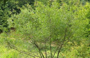 Frangula alnus